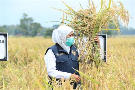 Gubernur Khofifah Komitmen Perkuat Jatim Sebagai Lumbung Pangan