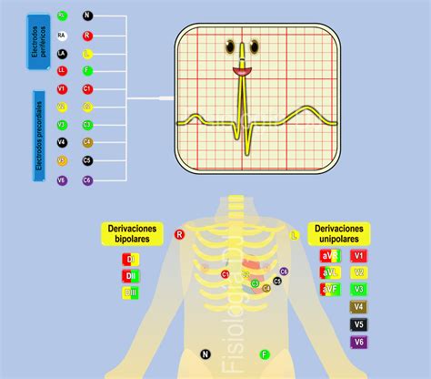 Fisiología Dj Electrocardiograma Derivaciones