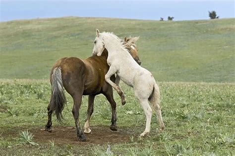 Wild / Feral Horses colt playing with herd stallion Western