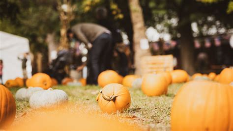 Cosa Fare Ad Halloween Gli Eventi In Provincia Di Pavia