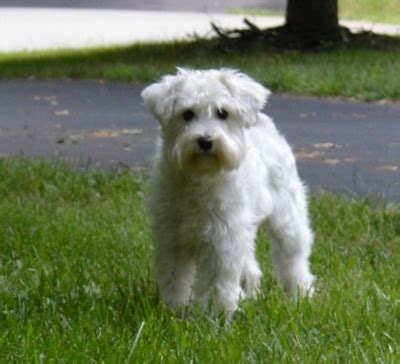 Grooming the Adult Schnoodle - Growing Puppies Schnoodles