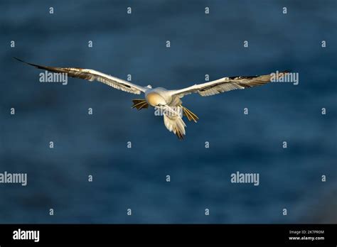 Northern Gannet Morus Bassanus A 4th Year Bird In Flight Using Wind