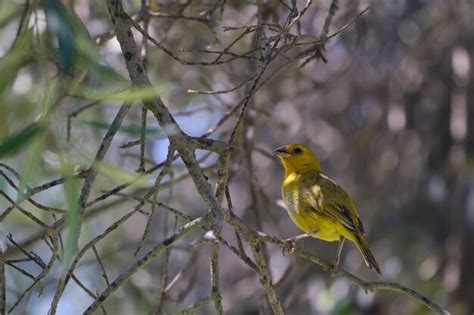 Saffron Finch Sicalis Flaveola Encaramado En Su Entorno Natural Foto