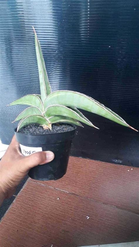 Sansevieria Robusta Dwarf Yellow Variegated Bare Rooted