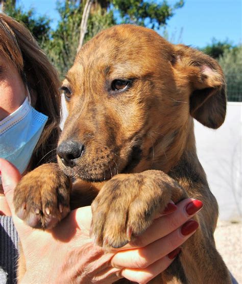 Cuccioli METICCIO Di Taglia Media In Adozione Sicilia E Centro Nord