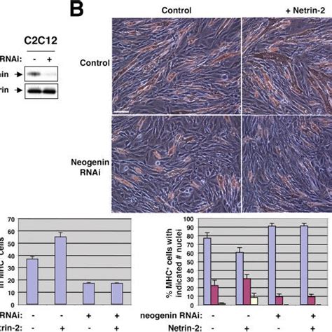 Netrin Requires Neogenin To Stimulate Myotube Formation A Western