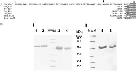 Heterologous Expression And Purification Of The Putative T Brucei Kat