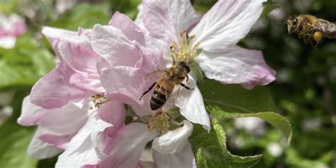 The Busy Buzzy Bees Of The Fleurieu