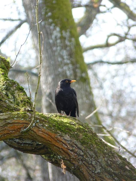 Black Crow Free Image Peakpx