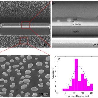 AFM Images Of The Gold Nanoparticles On Samples S1 S2 And S3 A