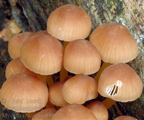 Mycena Renati Luteoalkalina Flavipes Helmovka Lutonoh Medonoh