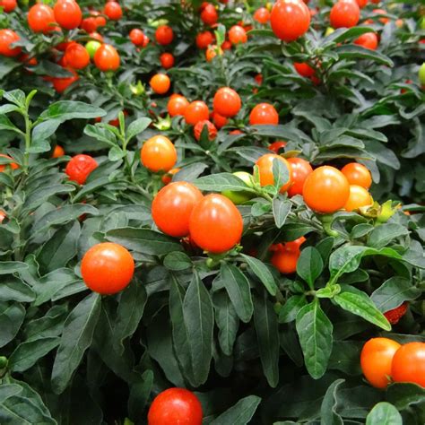 Cerezo de jerusalén Solanum pseudocapsicum PictureThis