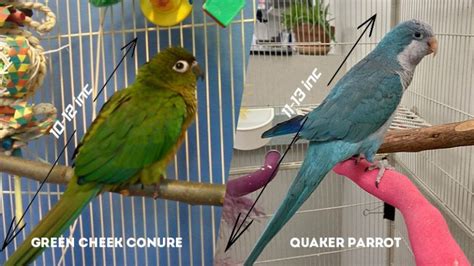 Green Cheek Conure Vs Quaker Parrot Which Bird Should You Choose The