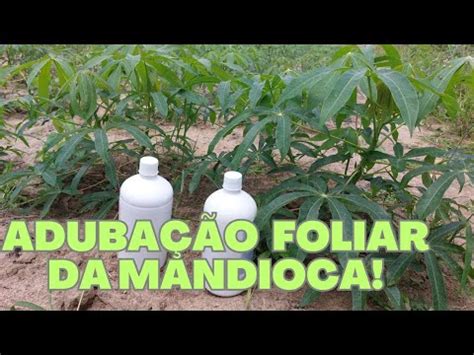 TUDO SOBRE A ADUBAÇÃO FOLIAR DA MANDIOCA YouTube