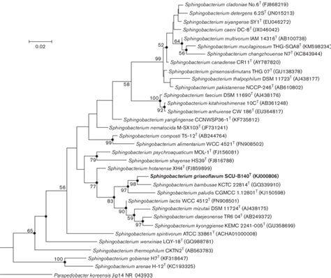 Maximum Likelihood Phylogenetic Tree Based On 16s Rrna Gene Sequences