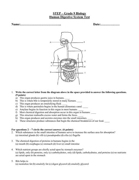 Digestive System Test Questions And Answers