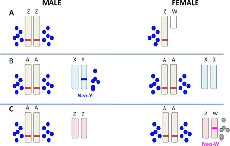 How To Evolve New Vertebrate Sex Determining Genes Graves