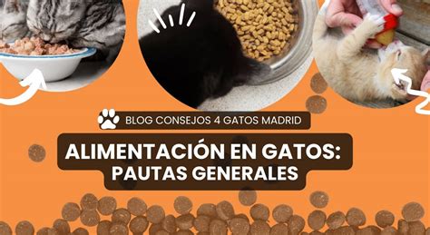 La Alimentación en Gatos Pautas Generales Consejos Blog 4GM