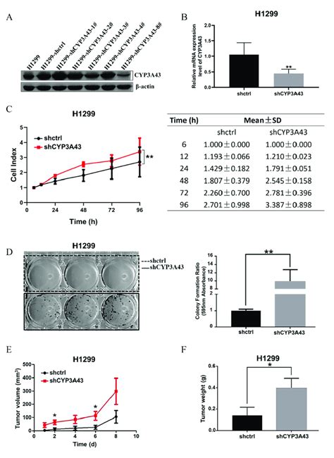 Cyp A Knockdown Facilitated The Growth Of H Cells Both In Vitro