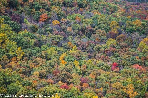 Virginia Fall Foliage ~ Learn, Live, and Explore!