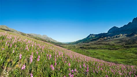 Jonkershoek Nature Reserve | South Africa | Wild Safari Guide