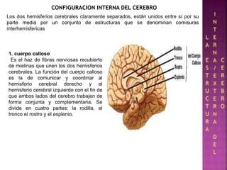 Configuración internaexterna del cerebro PPT