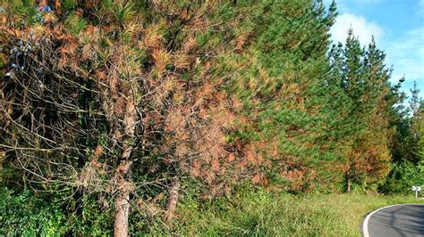 Los Forestalistas Analizan Especies Alternativas Al Pino