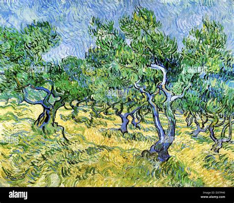 Vincent Van Gogh Olive Grove 1889 Post Impressionismus Öl auf