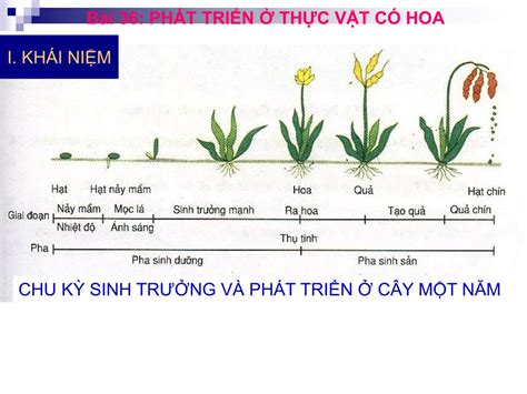 Ppt B I Ph T Tri N Th C V T C Hoa Powerpoint Presentation Id