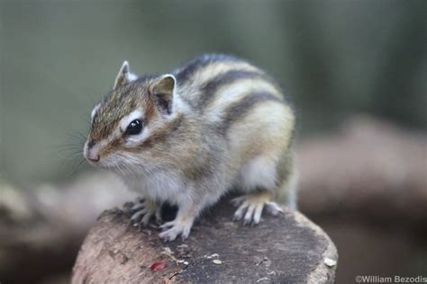 Siberian Chipmunk - ZooChat