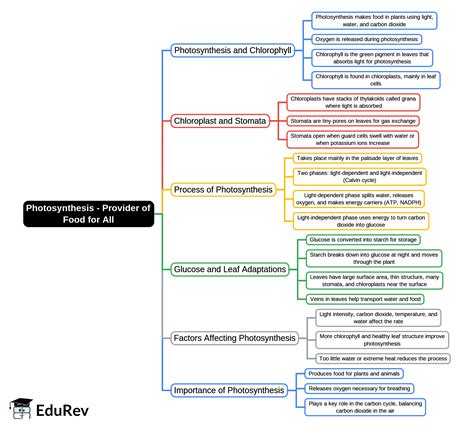 photosynthesis provider  food   mind map class  biology icse