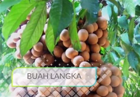 Apa saja manfaat keragaman buah langka khas Indonesia bagi ...