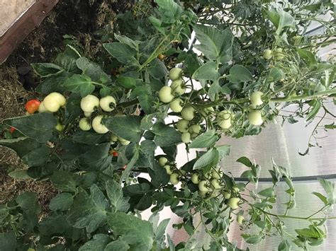 Томат Соседская зависть: описание сорта, ОТЗЫВЫ (13), фото | tomatland.ru