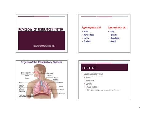 Solution Respiratory System Pathology Understanding Diseases Disorders