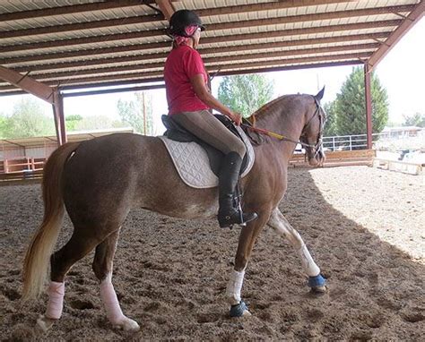 Pin by Francesca Terry on Red roan paint | Horses, Animals, Painting