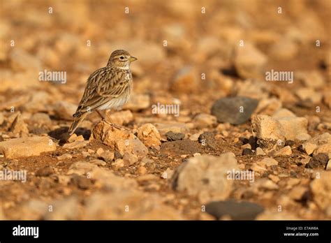 Lesser Short Toed Lark Calandrella Rufescens Stock Photo Alamy