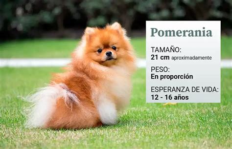 El Peso De Los Pomerania Tabla De Crecimiento