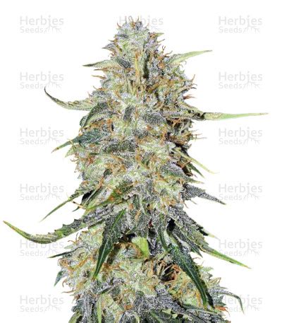 Northern Lights Autoflower Seeds Herbies Seeds