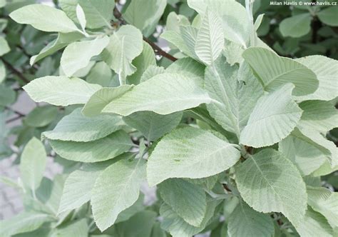 Рябина круглолистная "Магнифика" | "Кедр" Питомник растений в СПб