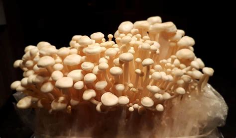 Glossary Freshcap Mushrooms