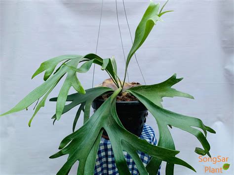 Staghorn Fern Platycerium Bifurcatum Songsar Plant