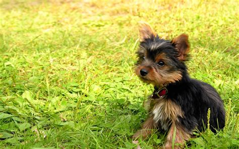 Yorkshire Terrier - My Doggy Rocks