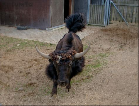 Яки мои яки | Пикабу