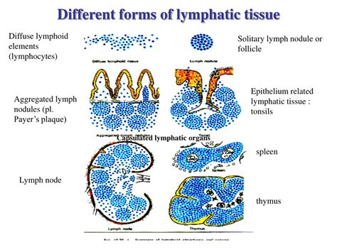 PPT Lymphatic Organs I Tonsils And Lymph Nodes EDI 06 02 2018 Dr