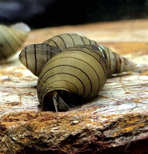 Spiky Tower Cap Snail Tarebia Lineata For Sale At