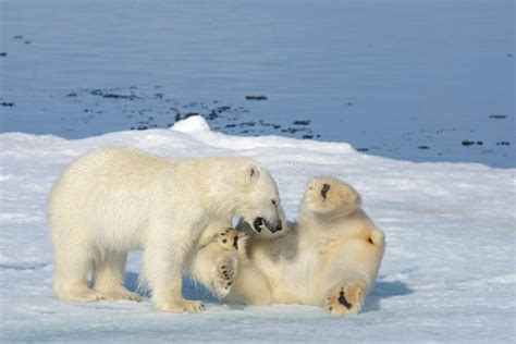 Two Polar Bear Cubs Playing Together on the Ice Stock Image - Image of ...