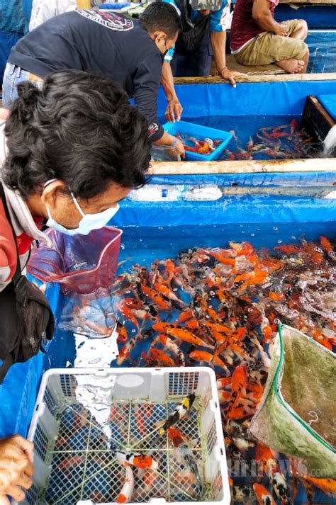 Berburu Ikan Hias Di Pasar Ikan Hias Muara Kota Bandung Foto 3