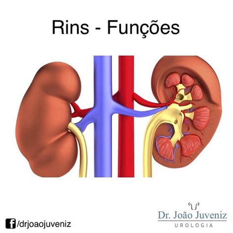Quais As Funções Dos Rins