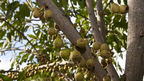 Ficus (Fig) | San Diego Zoo Animals & Plants