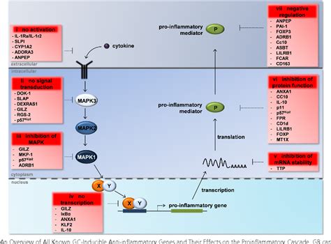 Figure 1 From New Insights Into The Anti Inflammatory Mechanisms Of